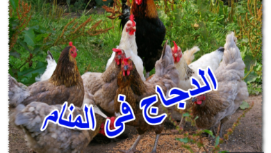 الدجاج فى المنام