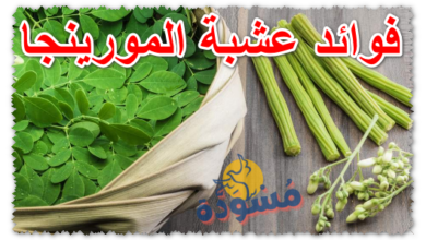 فوائد عشبة المورينجا