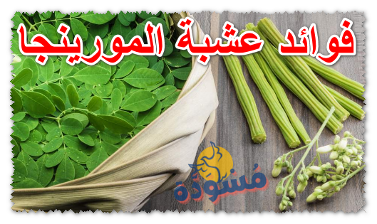 فوائد عشبة المورينجا