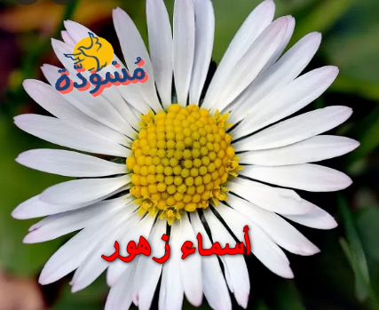 أسماء زهور